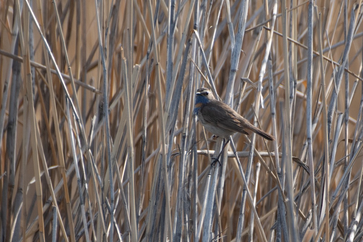 Bluethroat (Red-spotted) - Grigory Evtukh