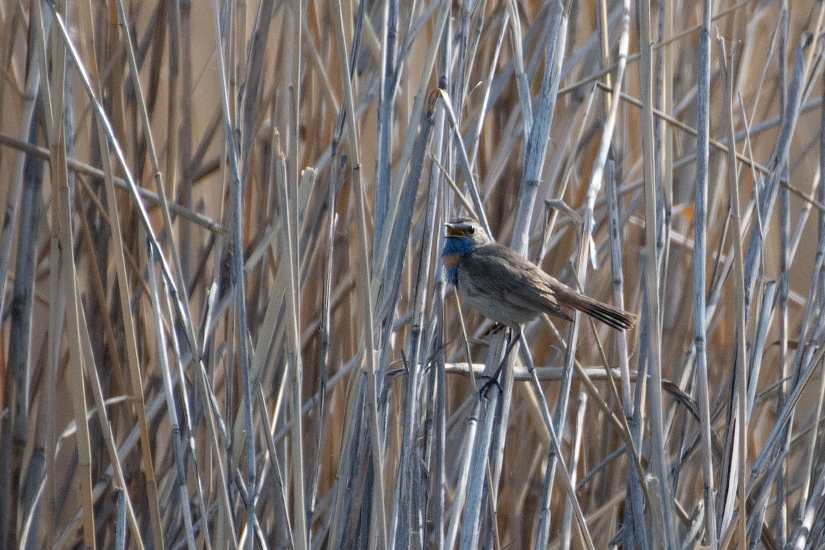 Bluethroat (Red-spotted) - ML620671770