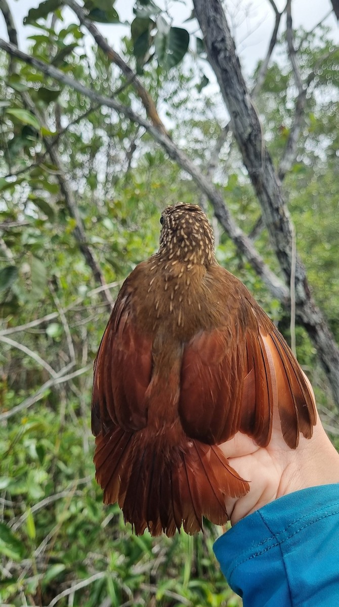 Striped Woodcreeper - ML620671773