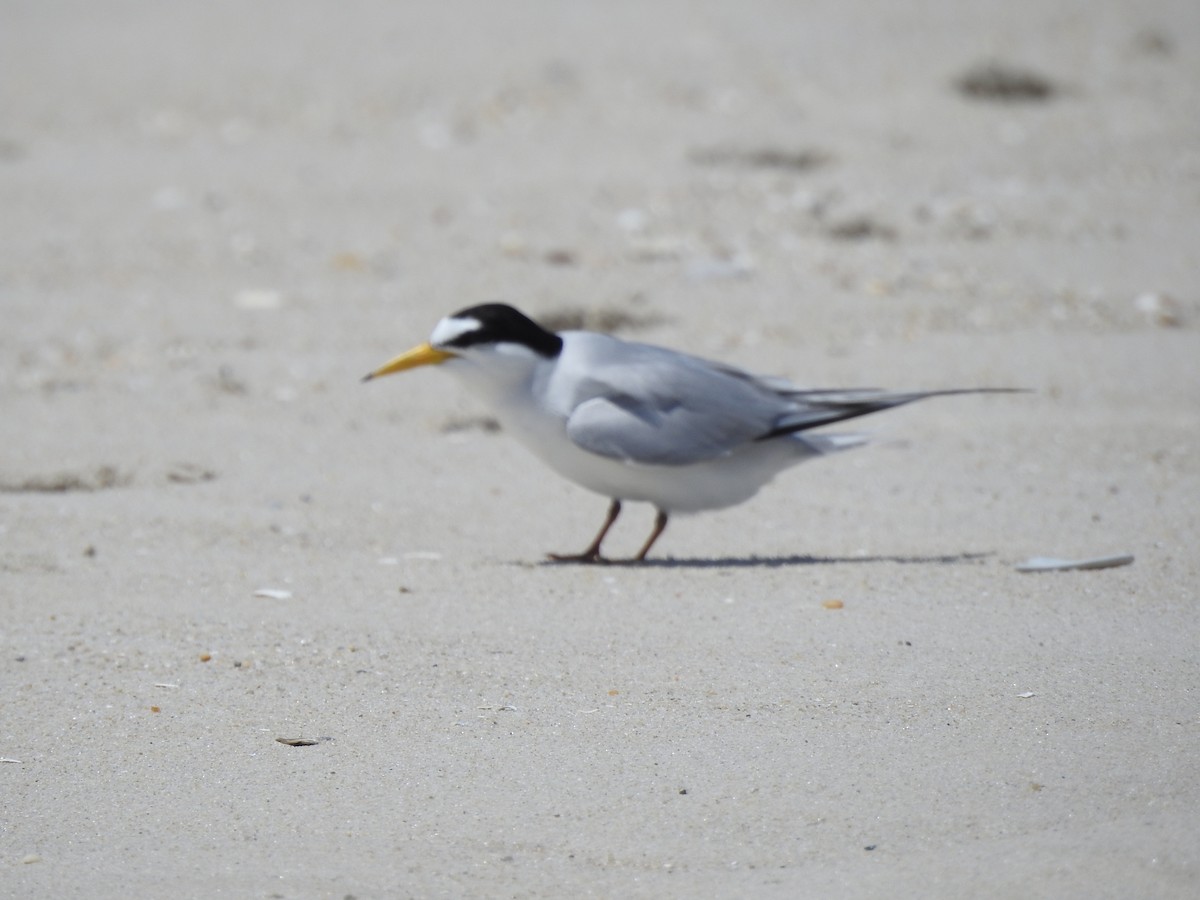 Least Tern - ML620671775