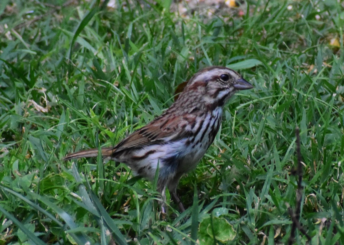 Song Sparrow - ML620671780