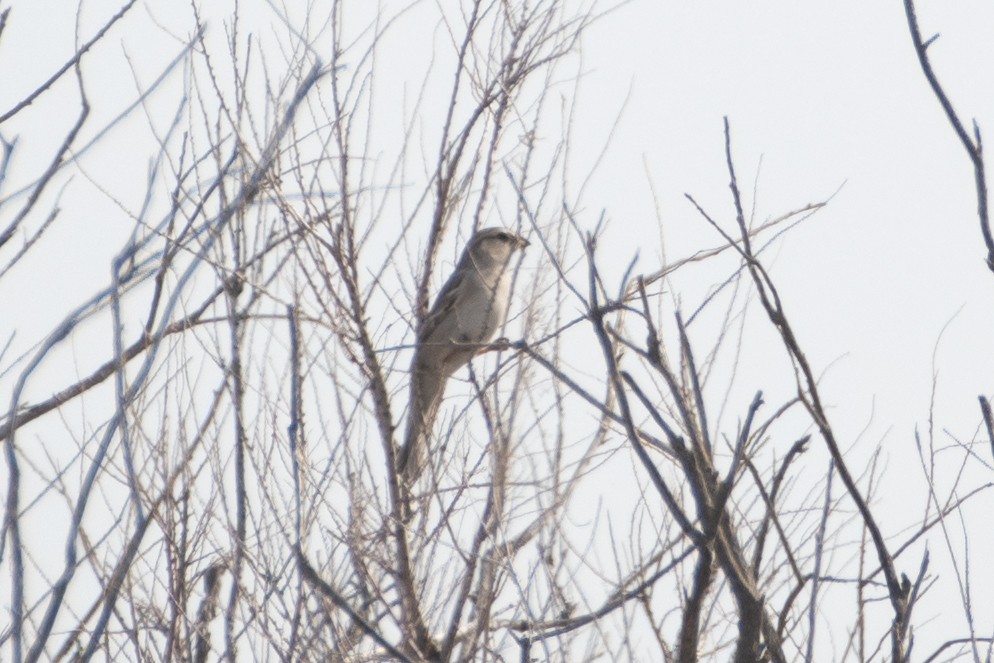 Moineau des saxaouls - ML620671783