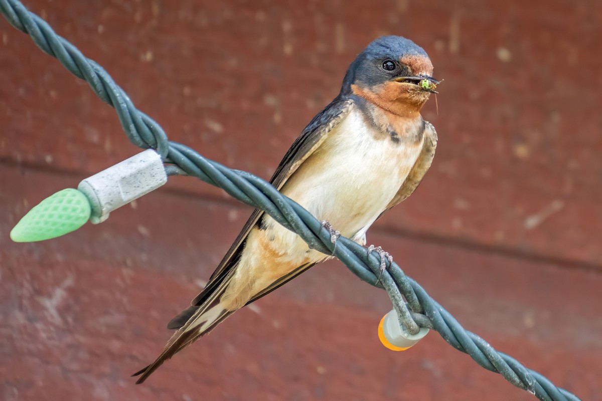 Barn Swallow - ML620671786