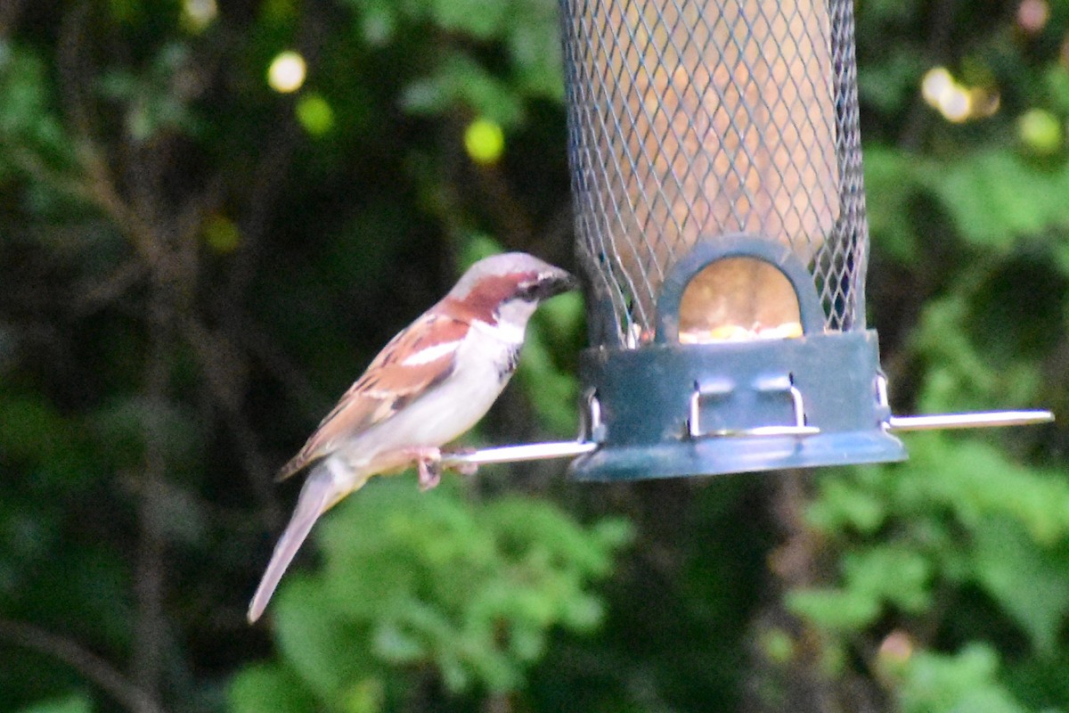 Moineau domestique - ML620671787