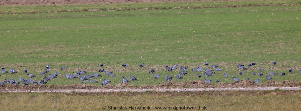 Stock Dove - ML620671789