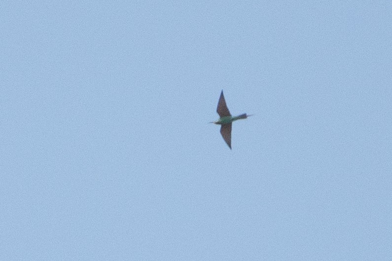Blue-cheeked Bee-eater - ML620671796
