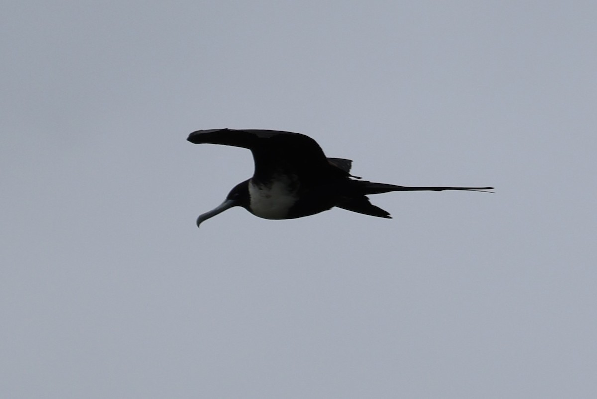 Magnificent Frigatebird - ML620671797