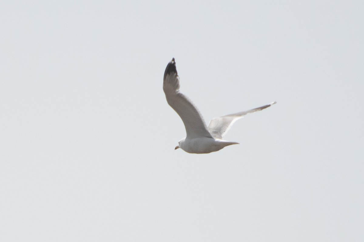 Caspian Gull - ML620671799