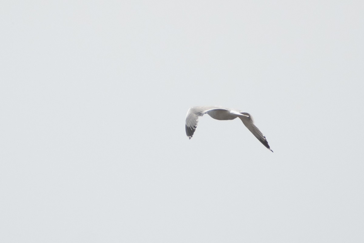 Caspian Gull - ML620671800