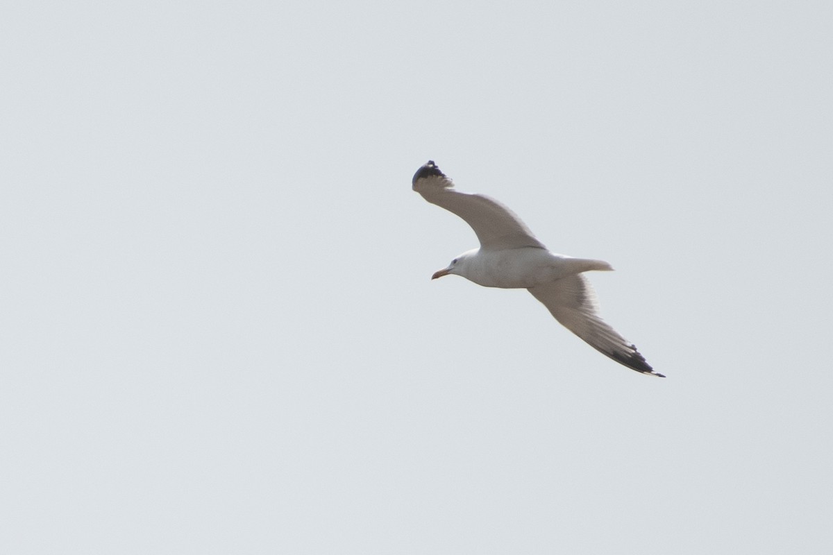 Caspian Gull - ML620671801