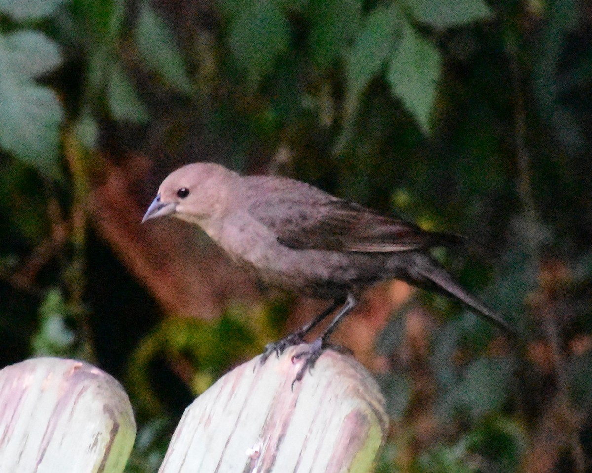 Brown-headed Cowbird - ML620671804