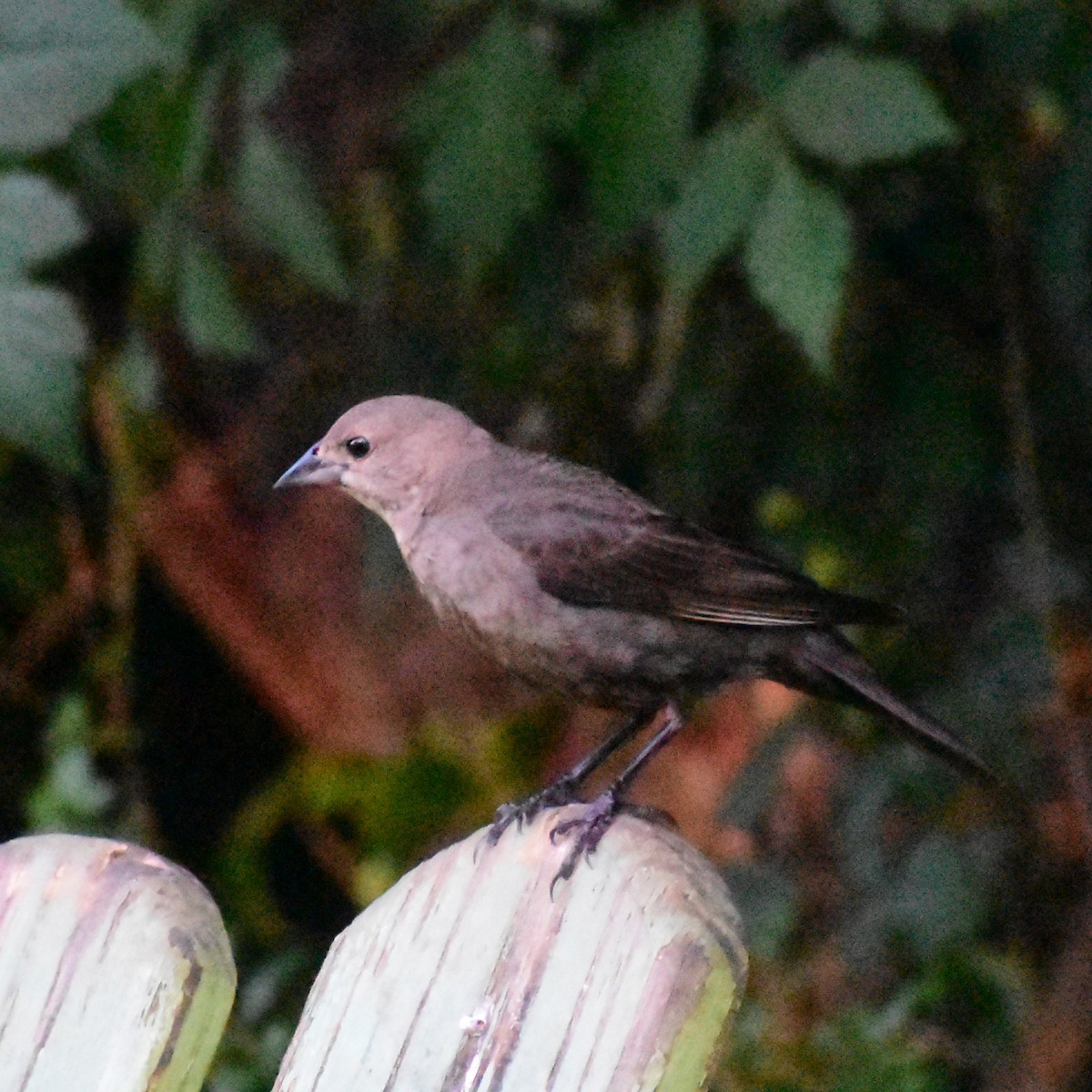 Brown-headed Cowbird - ML620671805