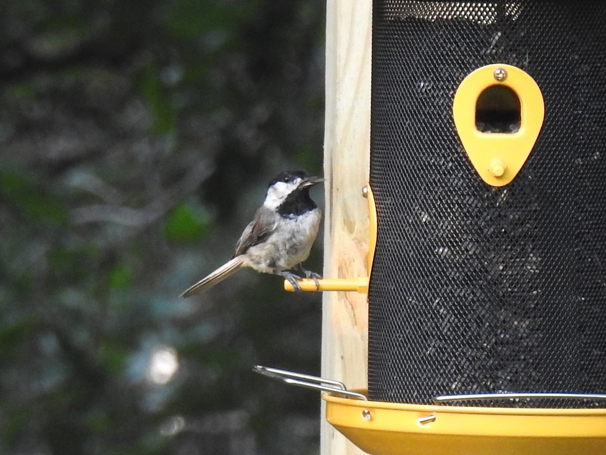 Carolina Chickadee - ML620671806