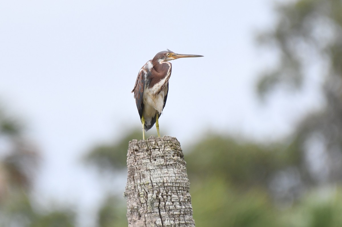 Tricolored Heron - ML620671809