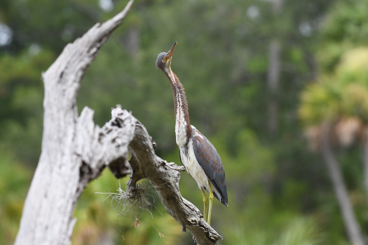 Tricolored Heron - Wendy N