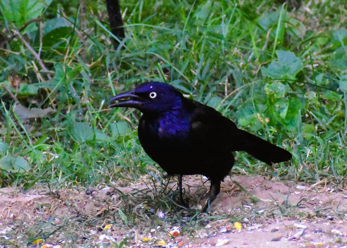 Common Grackle - ML620671823