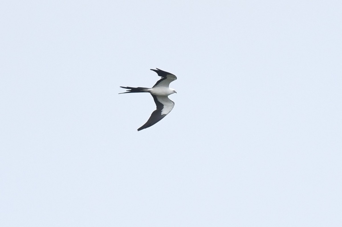 Swallow-tailed Kite - ML620671824