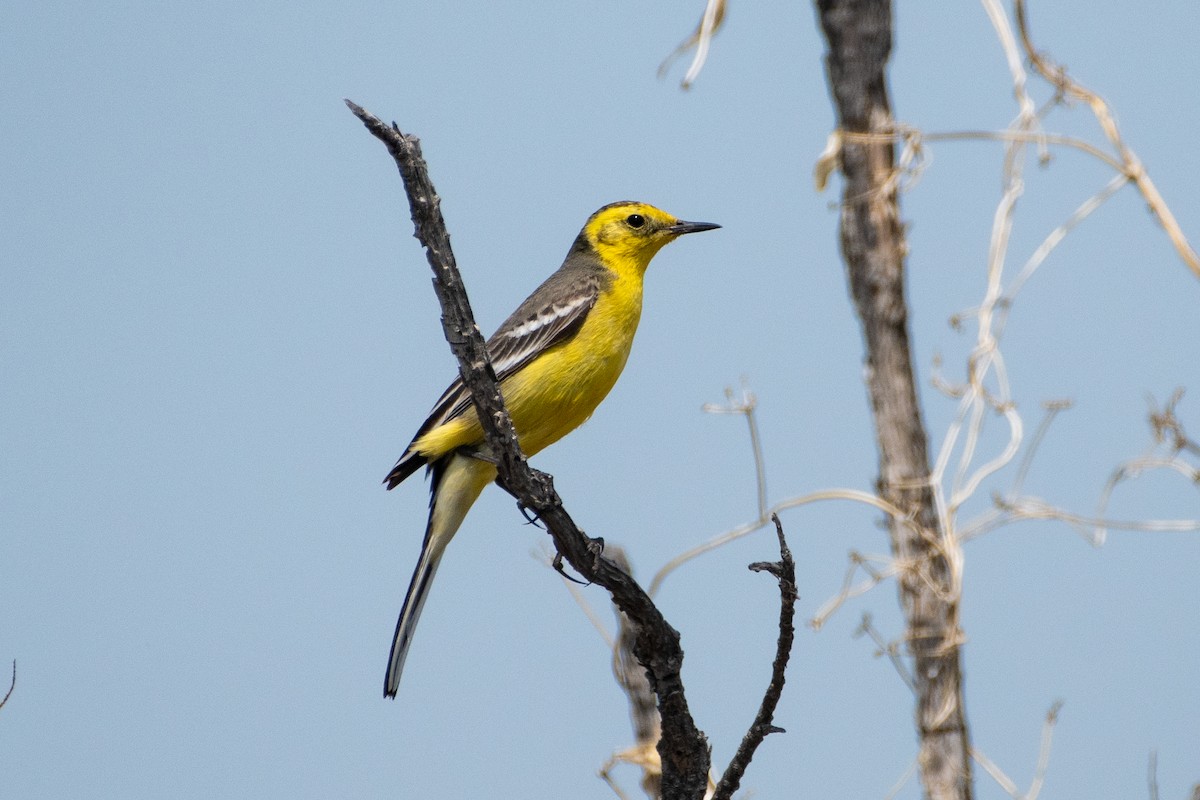 Citrine Wagtail (Gray-backed) - Grigory Evtukh