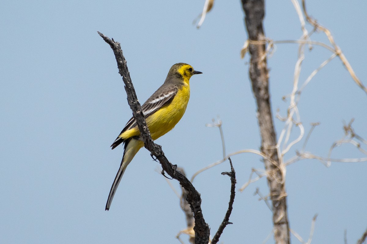 Citrine Wagtail (Gray-backed) - Grigory Evtukh