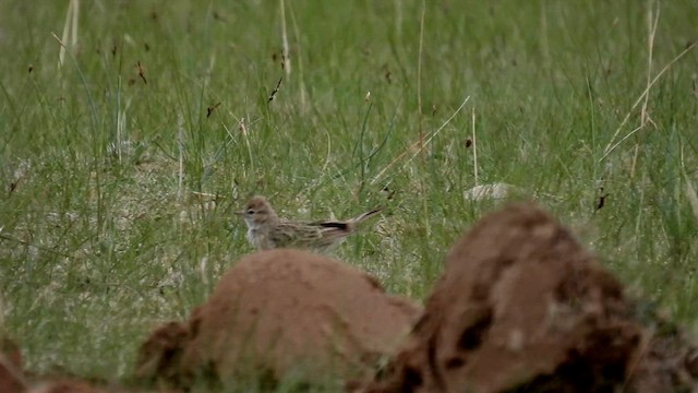 Hume's Lark - ML620671831