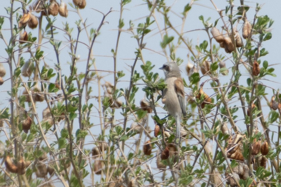 Eurasian Penduline-Tit - ML620671835