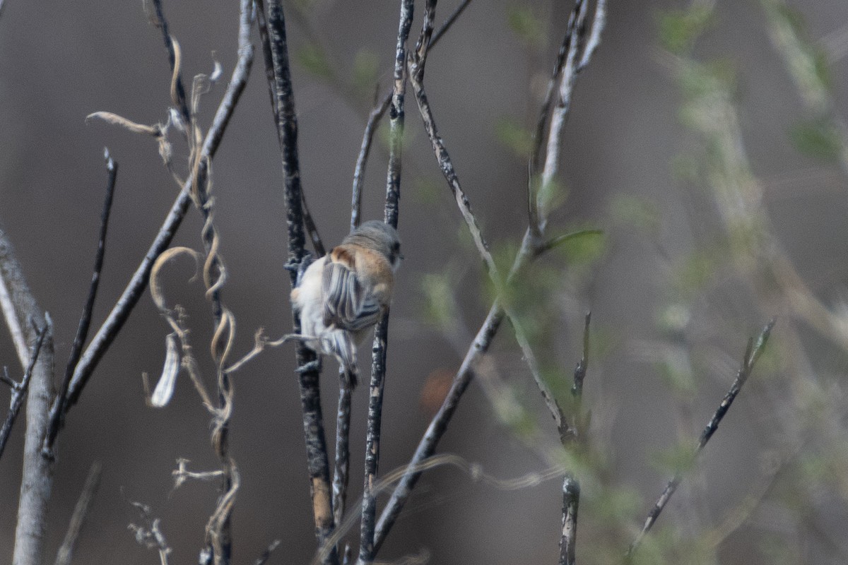 Pájaro Moscón Europeo - ML620671848