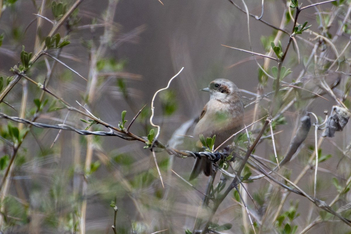 Eurasian Penduline-Tit - Grigory Evtukh