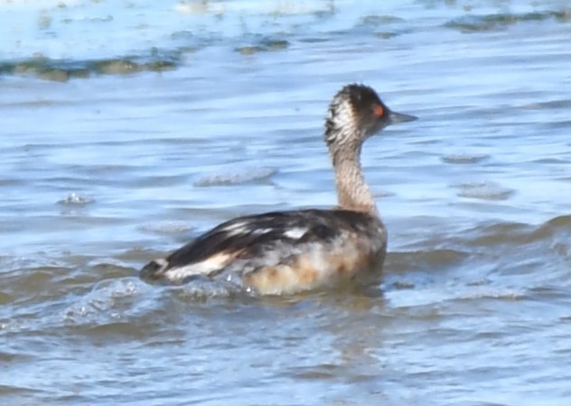 Eared Grebe - Sandi Diehl