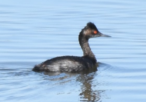 Eared Grebe - ML620671854