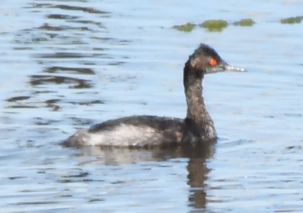 Eared Grebe - ML620671855