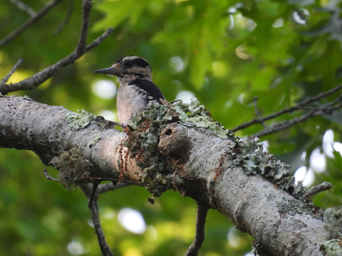 Hairy Woodpecker - ML620671857