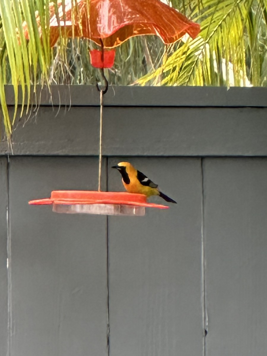 Hooded Oriole - ML620671858