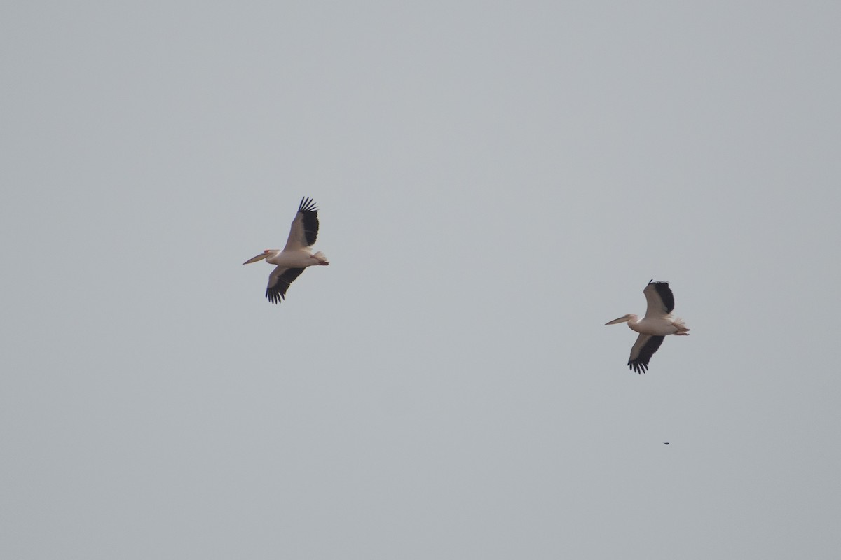 Great White Pelican - ML620671862