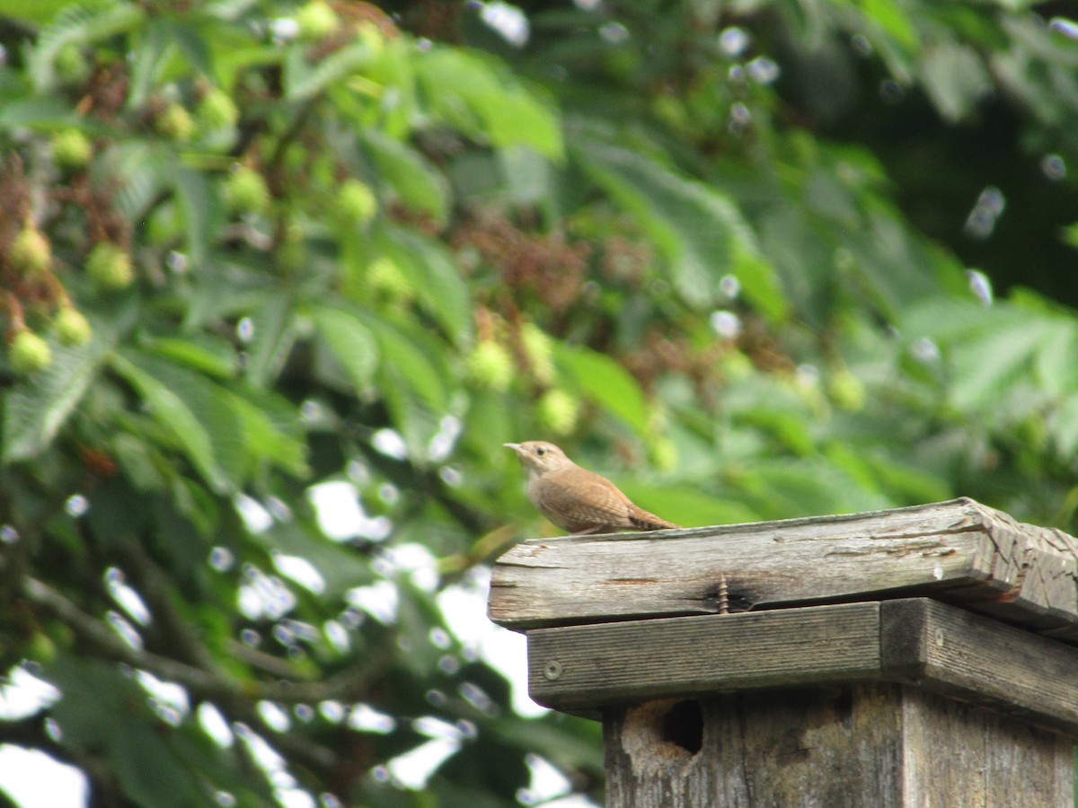 House Wren - ML620671863