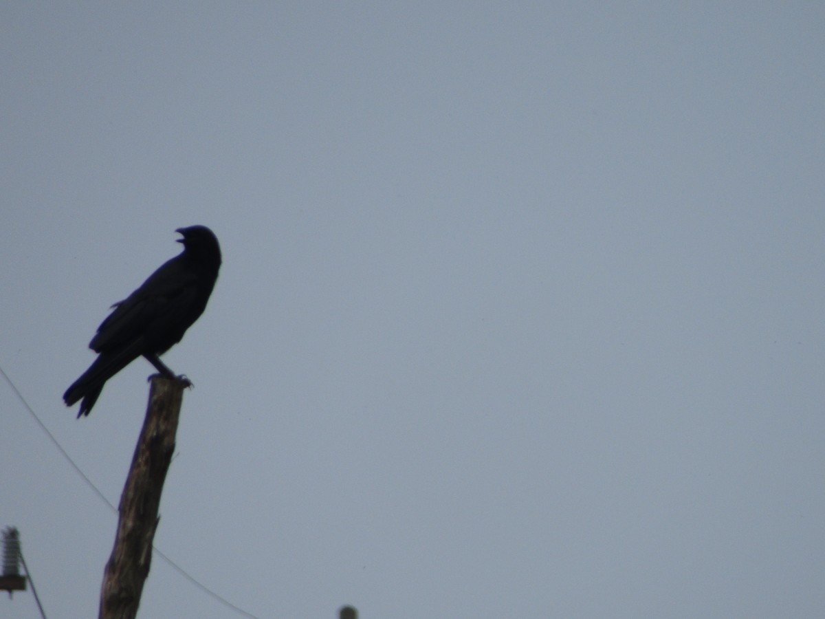 American Crow - Joseph Petrie