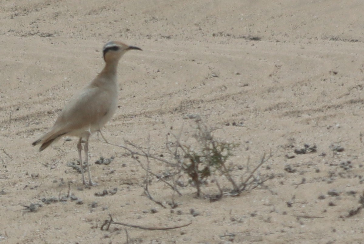 Cream-colored Courser - ML620671870