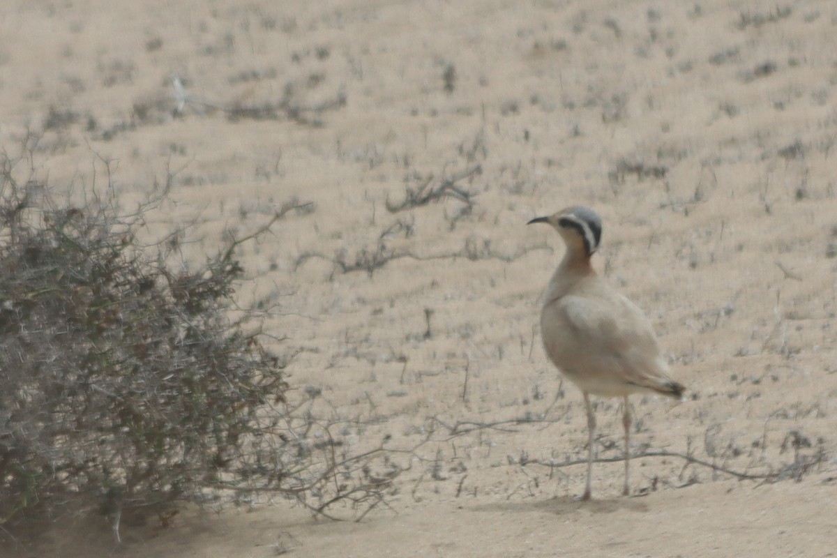 Cream-colored Courser - ML620671871