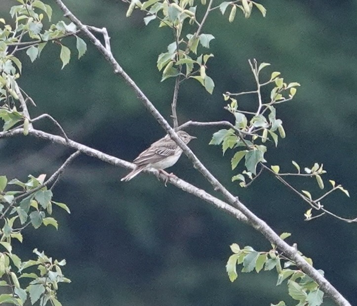 Tree Pipit - ML620671875