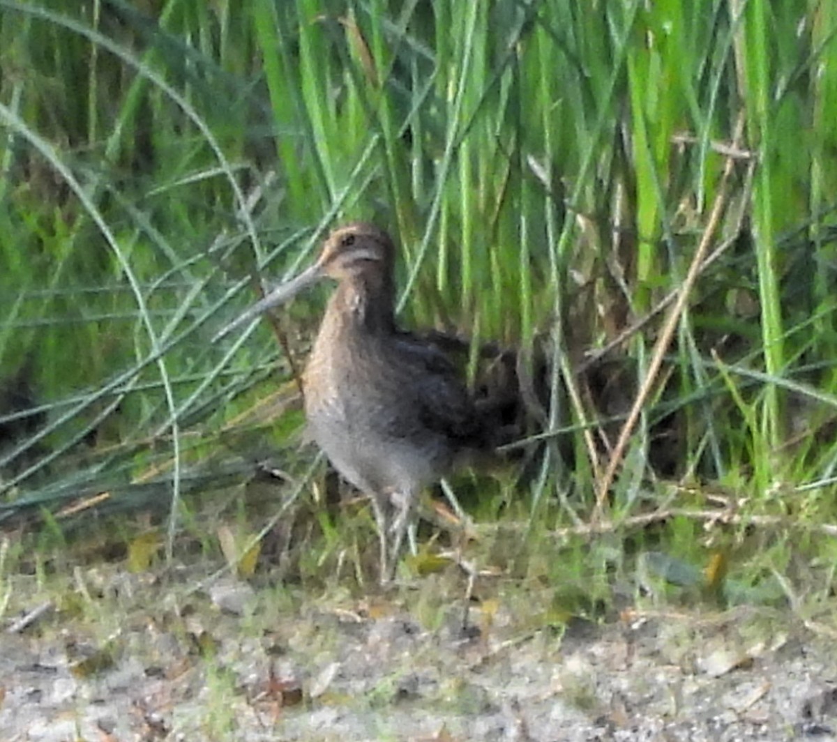 Wilson's Snipe - ML620671880