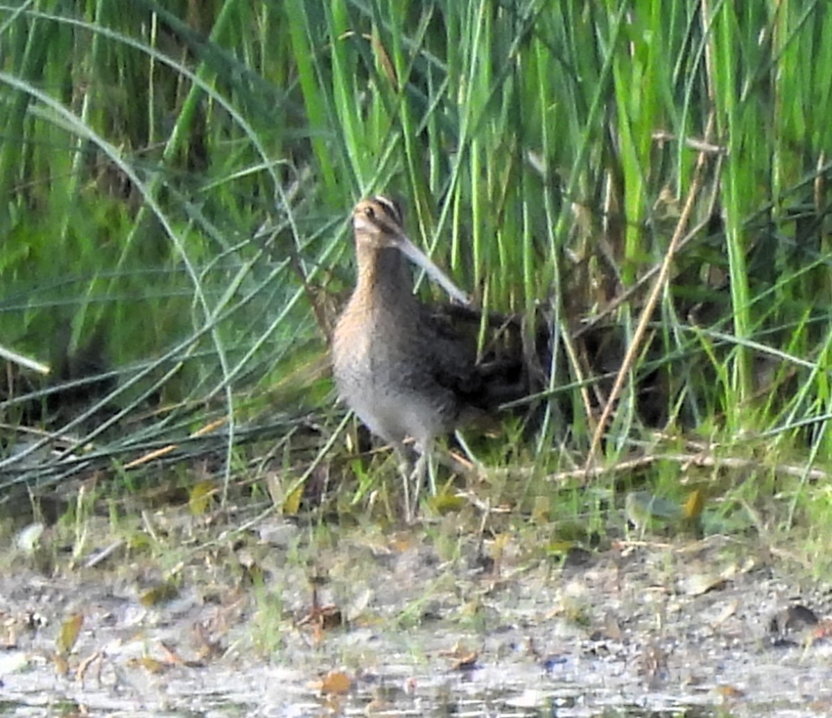 Wilson's Snipe - ML620671881