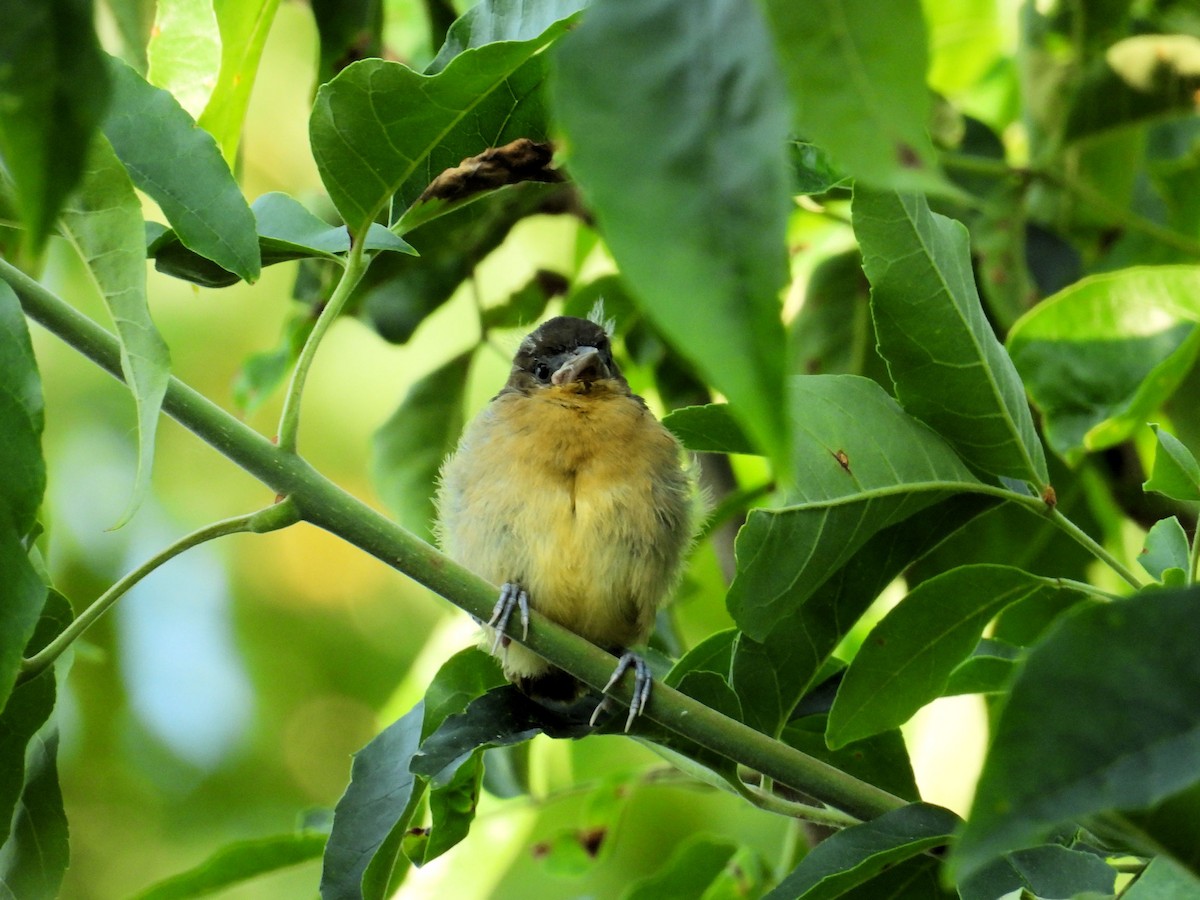 Oriole de Baltimore - ML620671883