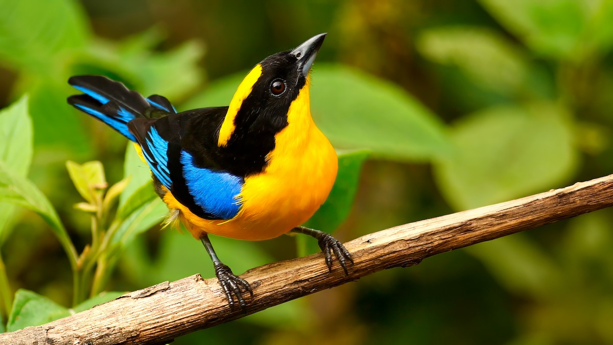 Blue-winged Mountain Tanager - Mike Melton