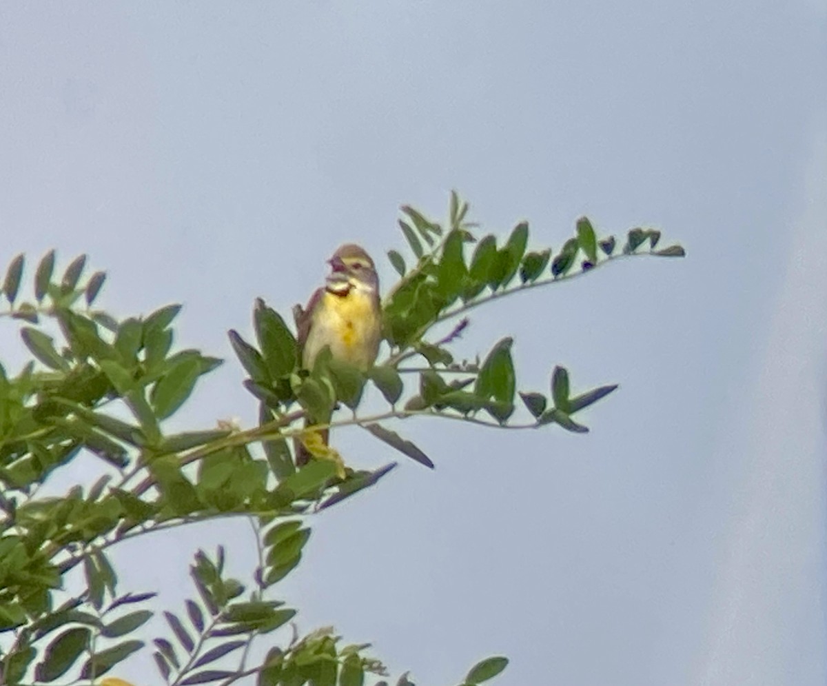 Dickcissel - ML620671888