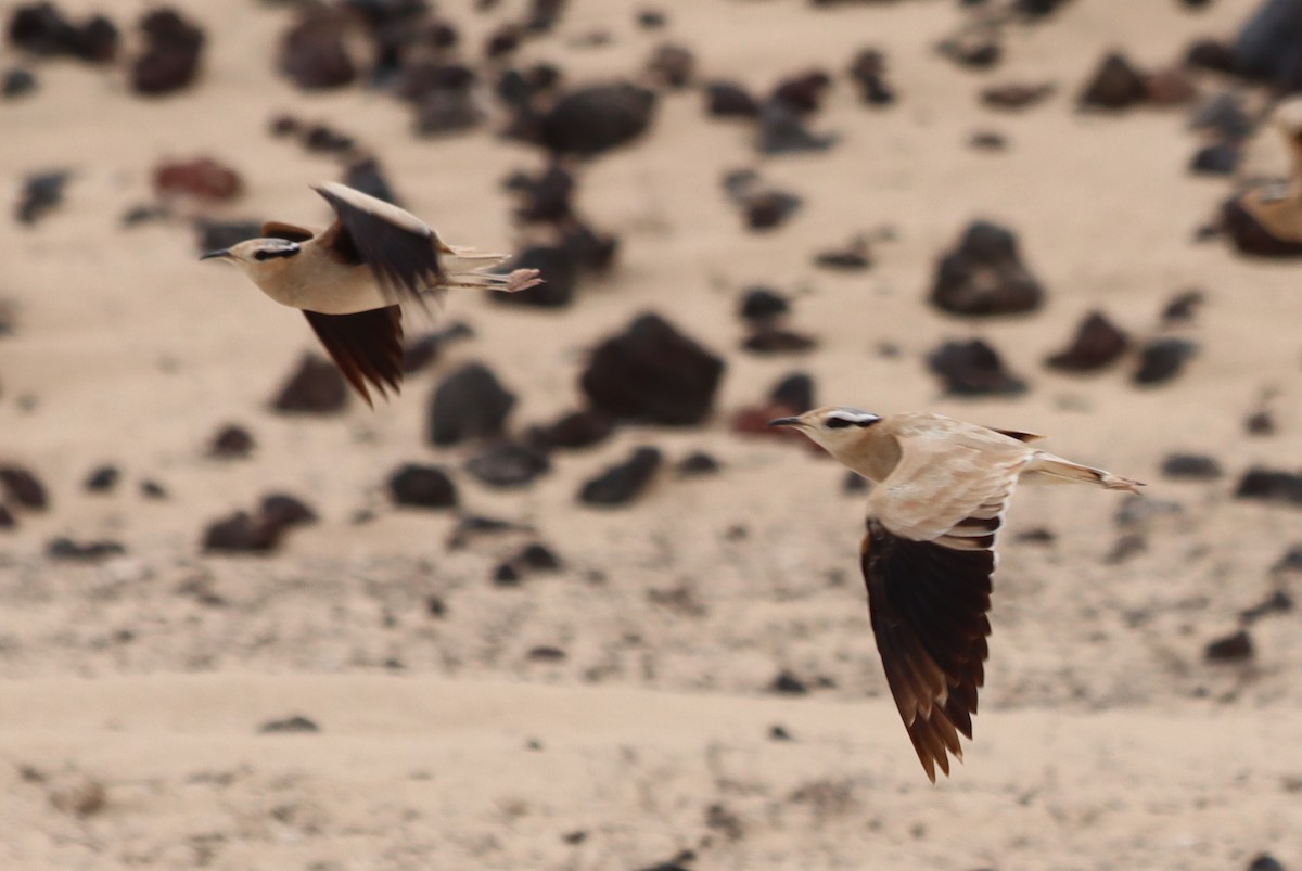 Cream-colored Courser - ML620671889