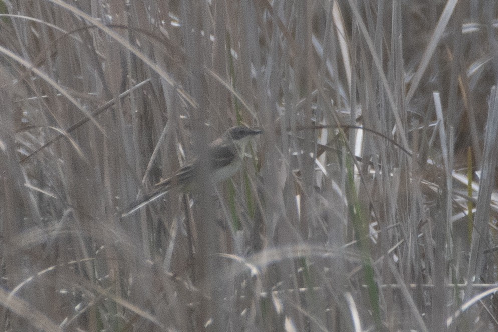 Western Yellow Wagtail (feldegg) - ML620671899