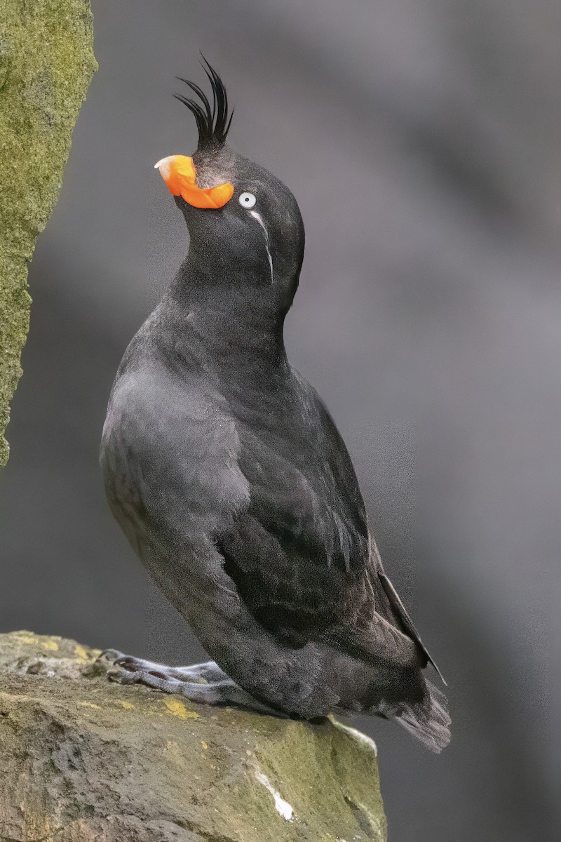 Crested Auklet - ML620671901