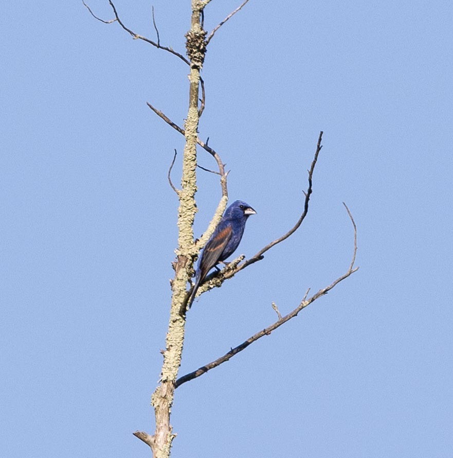 Blue Grosbeak - ML620671902