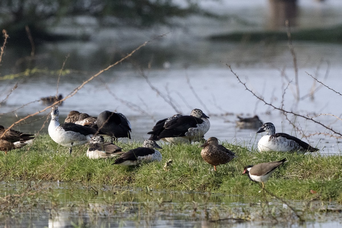 Knob-billed Duck - ML620671903