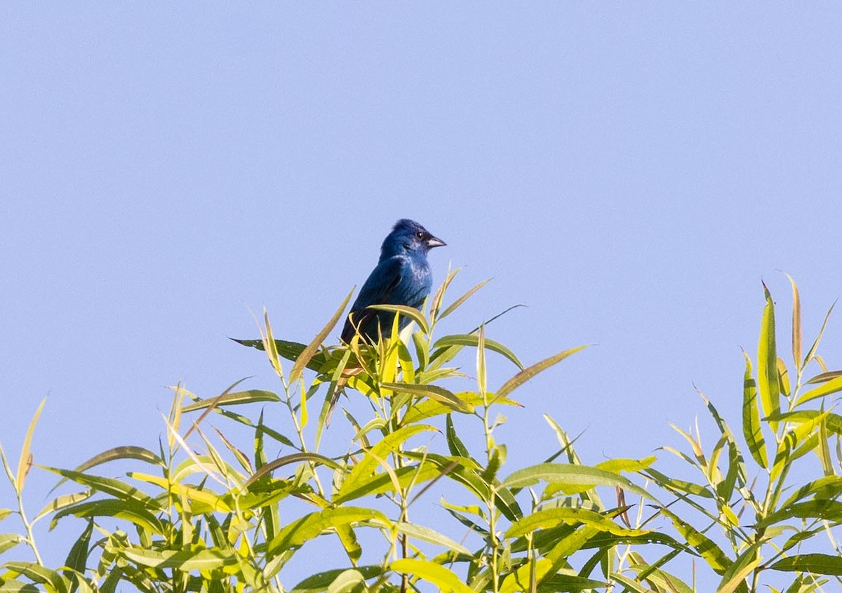 Passerin indigo - ML620671904