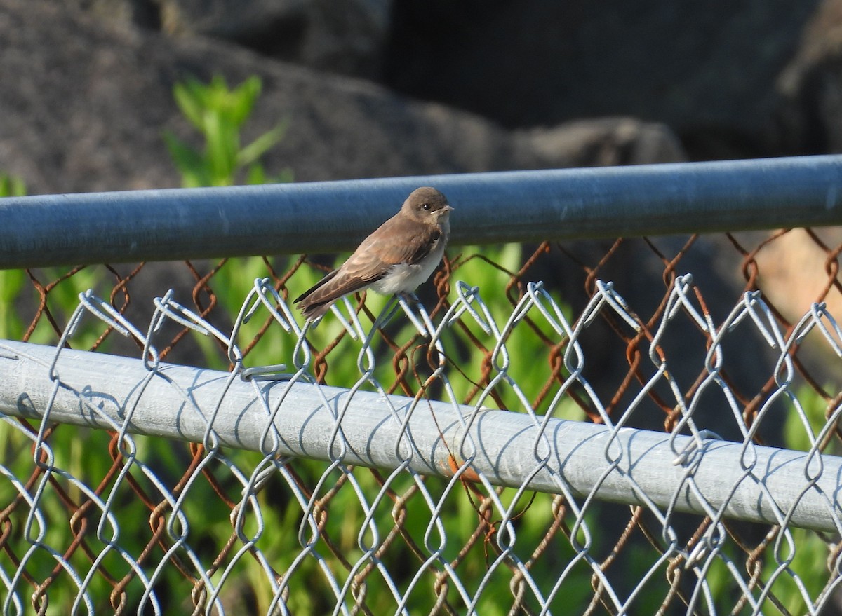 Golondrina Aserrada - ML620671907